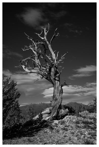 Bristlecone Pine - Inyo Mountain